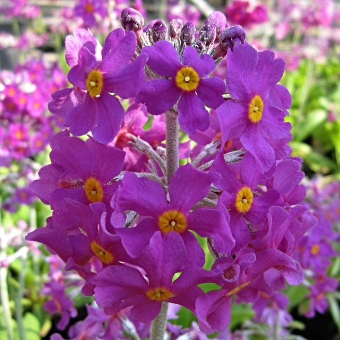 Bee's Primula | Primula beesiana