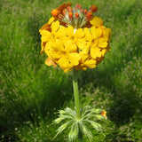 Bulley's Primrose | Primula Bulleyana Pond Plants