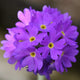 Drumstick Primula | Primula Denticulata Pond Plants