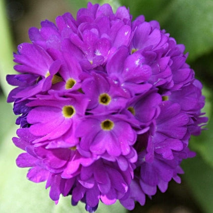 Drumstick Primula | Primula Denticulata Pond Plants