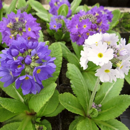 Drumstick Primula | Primula Denticulata Pond Plants
