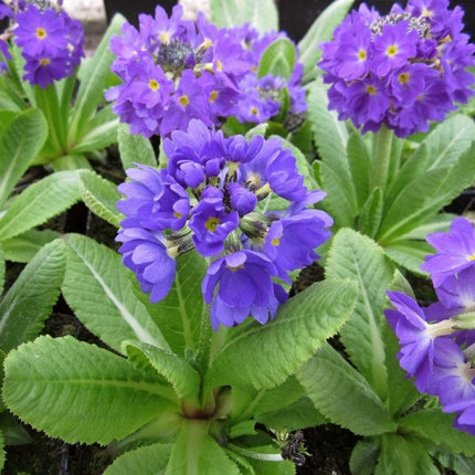 Drumstick Primula | Primula Denticulata Pond Plants