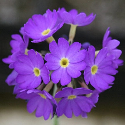 Drumstick Primula | Primula Denticulata Pond Plants