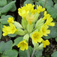Cowslip | Primula Veris Pond Plants