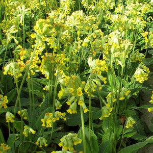 Cowslip | Primula Veris Pond Plants