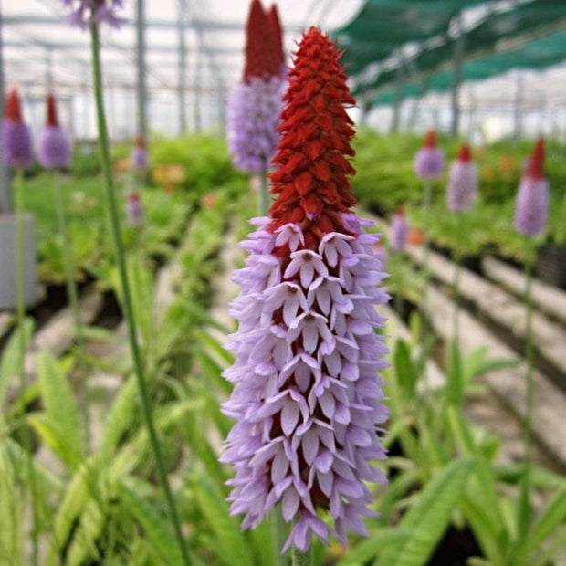 Orchid Primrose | Primula Vialii Pond Plants