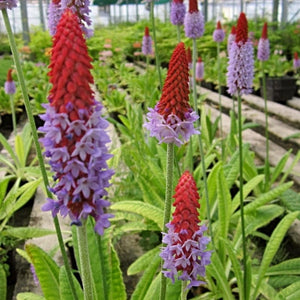 Orchid Primrose | Primula Vialii Pond Plants