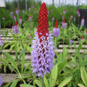 Orchid Primrose | Primula Vialii Pond Plants