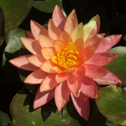 Water Lily | Nymphaea Wanvisa Pond Plants