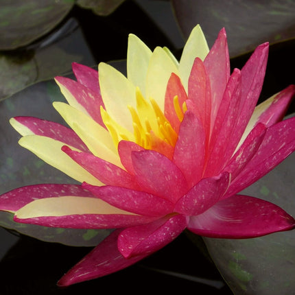 Water Lily | Nymphaea Wanvisa Pond Plants