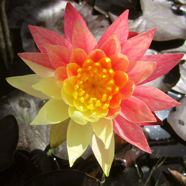 Water Lily | Nymphaea Wanvisa Pond Plants