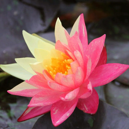 Water Lily | Nymphaea Wanvisa Pond Plants