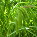 Cyperus Sedge | Carex Pseudocyperus Pond Plants