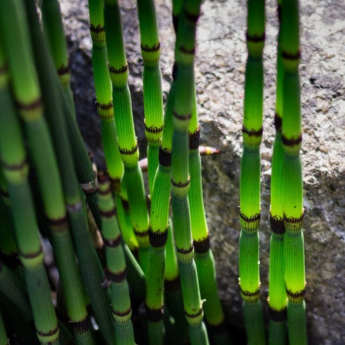 Rough Horsetail | Equisetum hyemale