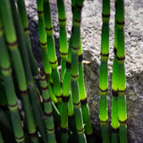 Rough Horsetail | Equisetum hyemale Pond Plants