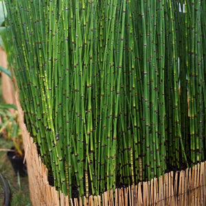 Rough Horsetail | Equisetum hyemale Pond Plants