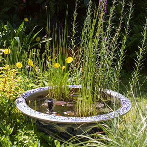 Rough Horsetail | Equisetum hyemale Pond Plants