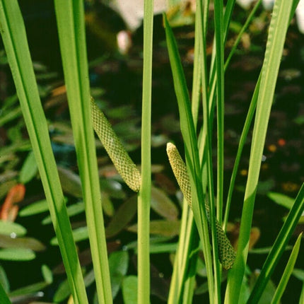 Sweet Flag | Acorus calamus Pond Plants