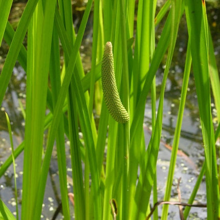 Sweet Flag | Acorus calamus Pond Plants