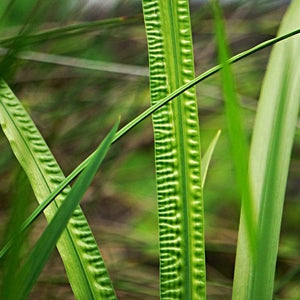 Sweet Flag | Acorus calamus Pond Plants