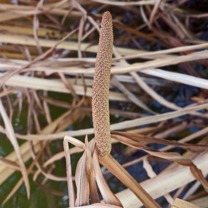 Sweet Flag | Acorus calamus Pond Plants