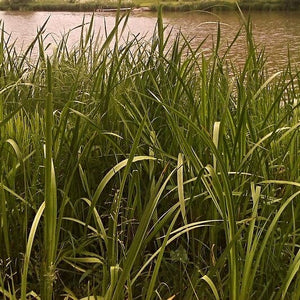 Sweet Flag | Acorus calamus Pond Plants