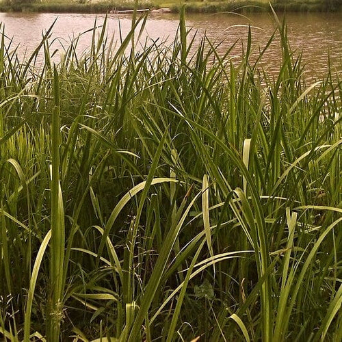 Sweet Flag | Acorus calamus Pond Plants