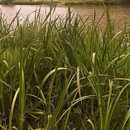 Sweet Flag | Acorus calamus Pond Plants