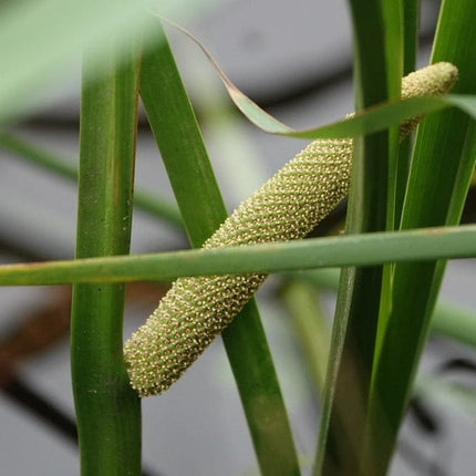 Sweet Flag | Acorus calamus Pond Plants