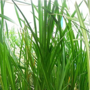 Sweet Flag | Acorus calamus Pond Plants