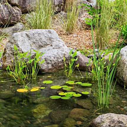 Variegated Sweet Flag | Acorus calamus 'Variegatus' Pond Plants