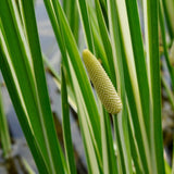 Variegated Sweet Flag | Acorus calamus 'Variegatus' Pond Plants