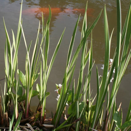 Variegated Sweet Flag | Acorus calamus 'Variegatus' Pond Plants