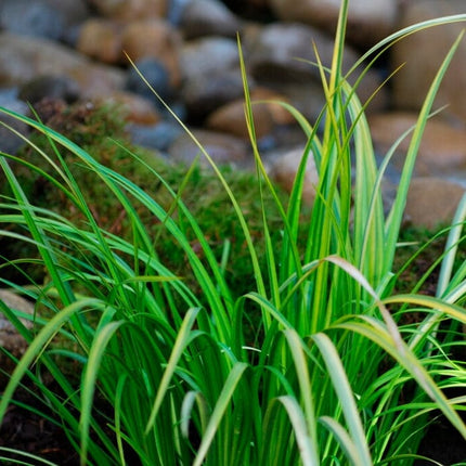 Variegated Sweet Flag | Acorus calamus 'Variegatus' Pond Plants