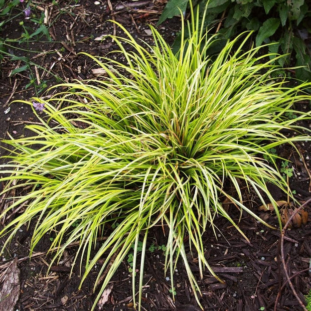 Golden Variegated Sweet Flag | Acorus gramineus 'Ogon' Pond Plants