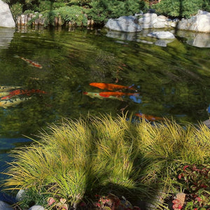 Golden Variegated Sweet Flag | Acorus gramineus 'Ogon' Pond Plants