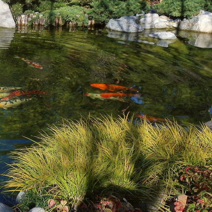 Golden Variegated Sweet Flag | Acorus gramineus 'Ogon' Pond Plants