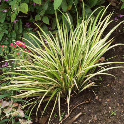 Golden Variegated Sweet Flag | Acorus gramineus 'Ogon' Pond Plants