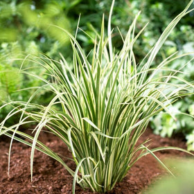 Variegated Slender Sweet Flag | Acorus gramineus 'Variegatus' Pond Plants