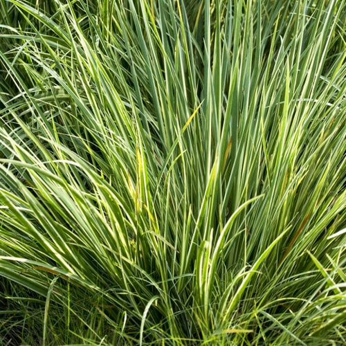 Variegated Slender Sweet Flag | Acorus gramineus 'Variegatus' Pond Plants