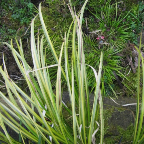Variegated Slender Sweet Flag | Acorus gramineus 'Variegatus' Pond Plants