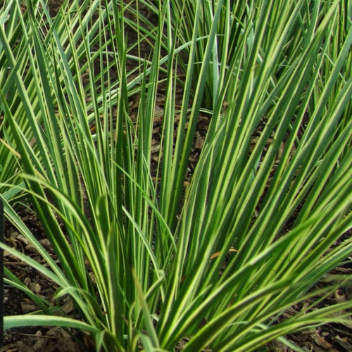 Variegated Slender Sweet Flag | Acorus gramineus 'Variegatus' Pond Plants
