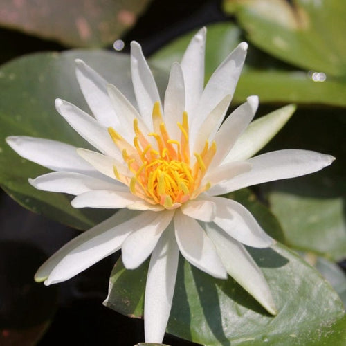 Water Lily 'Arc-en-Ciel' | Nymphaea | 3L Pot Pond Plants