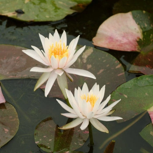 Water Lily 'Arc-en-Ciel' | Nymphaea | 3L Pot Pond Plants