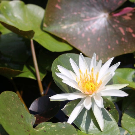 Water Lily 'Arc-en-Ciel' | Nymphaea | 3L Pot Pond Plants