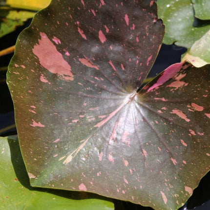 Water Lily 'Arc-en-Ciel' | Nymphaea | 3L Pot Pond Plants