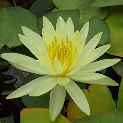 3 Best Water Lily Plants For Any Size Pond | Growers Choice Pond Plants