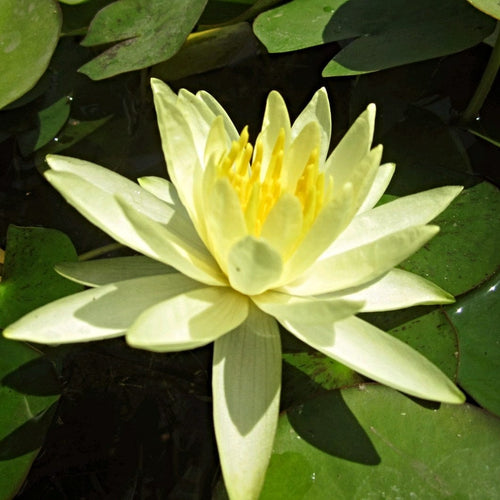 Water Lily 'Colonel A J Welch' | Nymphaea | 3L Pot Pond Plants
