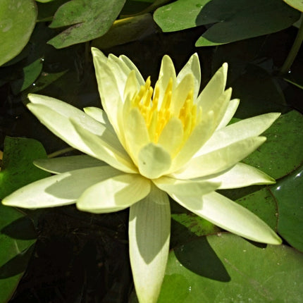 Water Lily 'Colonel A J Welch' | Nymphaea | 3L Pot Pond Plants
