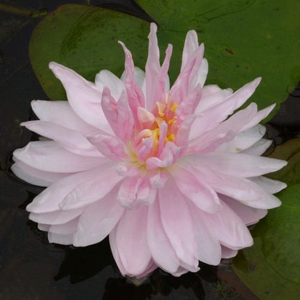 Water Lily 'Gloire du Temple sur Lot' | Nymphaea | 3L Pot Pond Plants